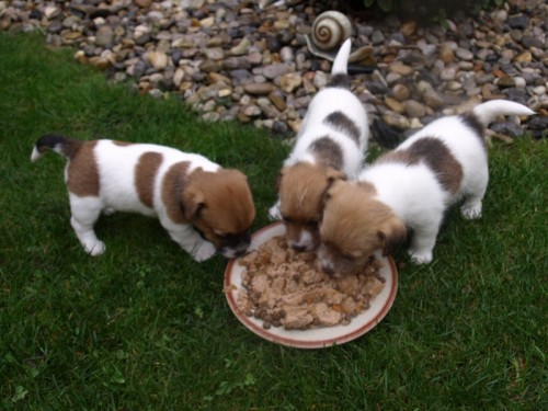 Jack Russel Teri�r - �t��ata