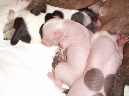 ��nsk� chocholat� pes bez PP