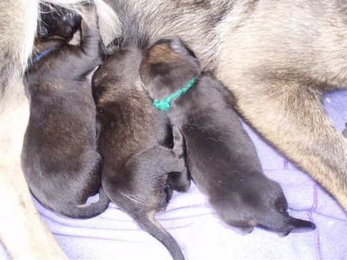 n�meck� ov��k �t��ata