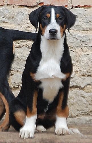 Velk� �v�carsk� sala�nick� pes