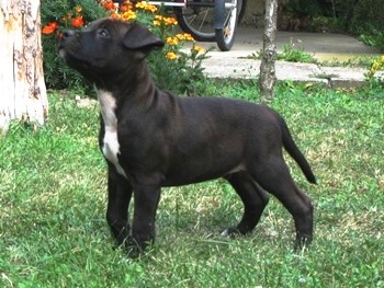 AMSTAFF �teniatka
