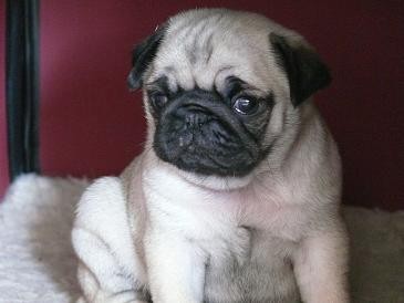 B�ov� �t��ata s PP