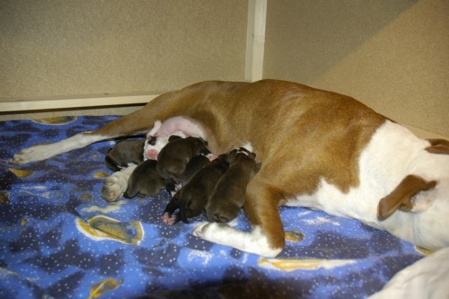 �t���tka - Am. Pitbulteri�ra