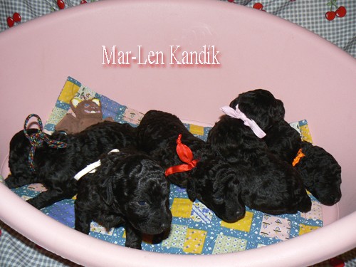 PUDL ST�EDN� ST��BRN� S PP - �t�n� 