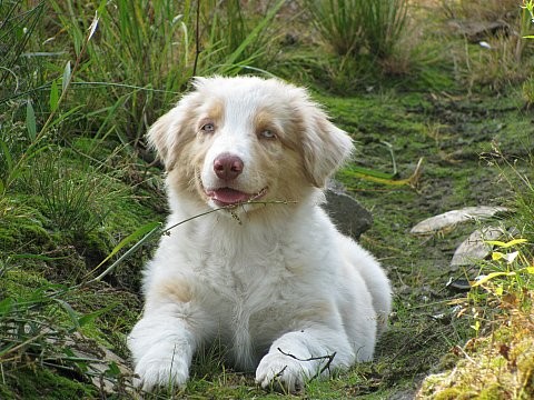 AUSTRALSK� OV��K - �T���TKA S PP