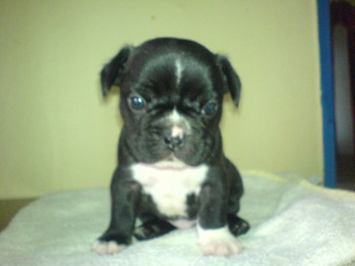 Francouzsk� budo�ek