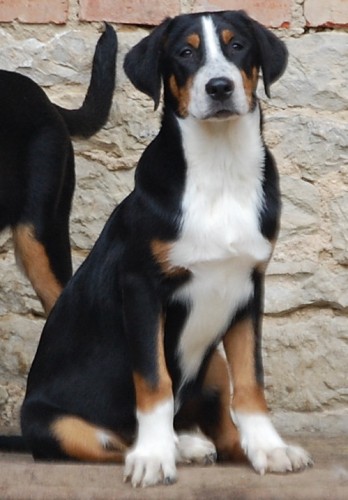 Velk� �v�carsk� sala�nick� pes