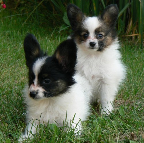 Papillon - mot�lik