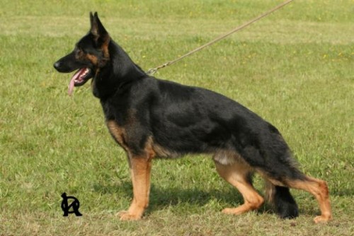 �t��ata n�meck�ho ov��ka