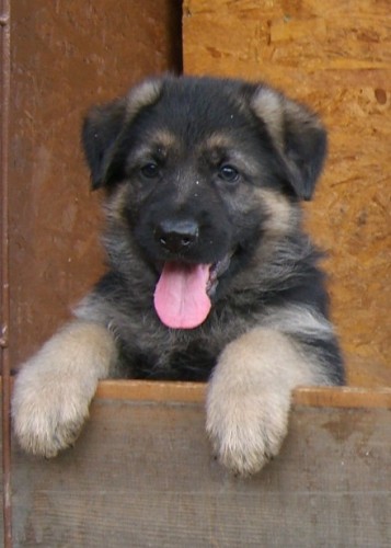 prod�m �t�nata