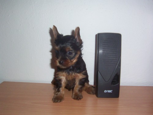 �t��ata jork��rk�ho teri�ra