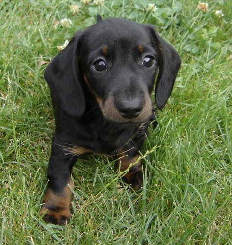 Jezev��k trpasli�� hladkosrst� s PP