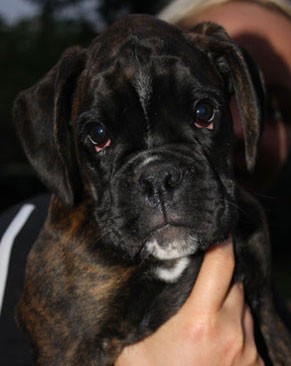 N�meck� boxer - ��han� fenky