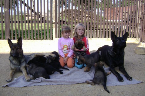 �t��ata NO bez pp