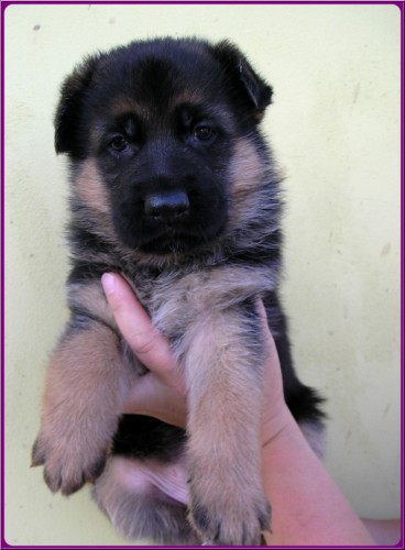 N�meck� ov��k s PP