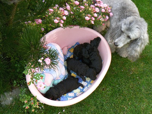 PUDL ST�EDN� ST��BRN� S PP - �t��ata