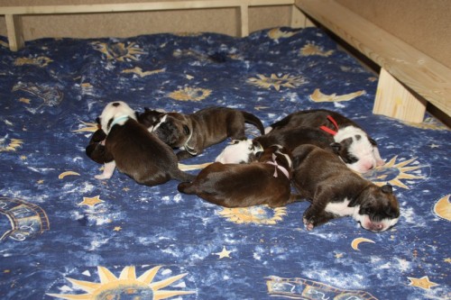 Americk� Pitbullteri�r �t���tka