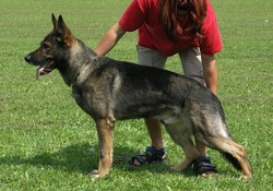 N�meck� ov��k