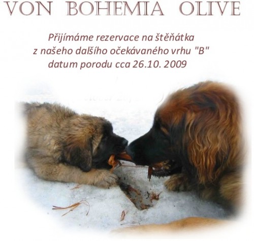 LEONBERGER �t��ata s PP