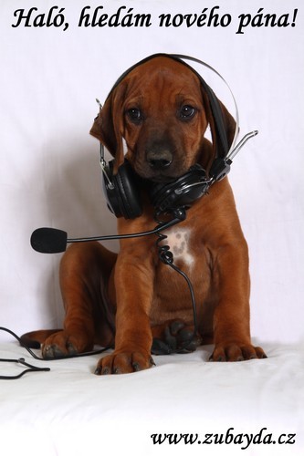 Rhod�sk� ridgeback - posledn� vymazlen� kluk s PP