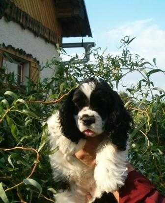 Americk� kokr�pan�l - fenka s PP