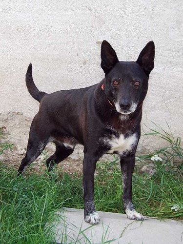 �iko hled� domov