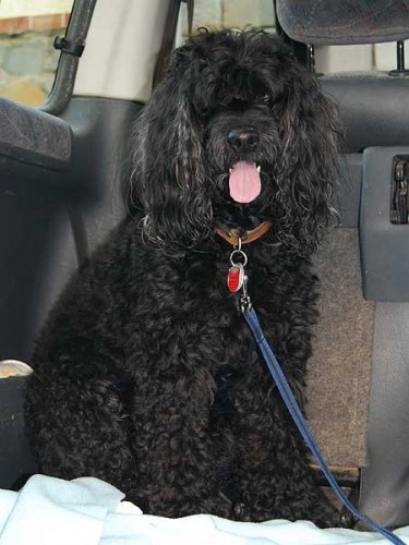 Aronek hled� domov