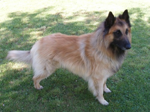 Belgick� ov��k 4 roky