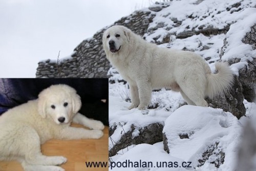 Atraktivn� �t���tka Podhala�sk�ho ov��ka