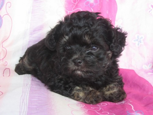 Barevn� bolo�sk� ps�k - �t���tka