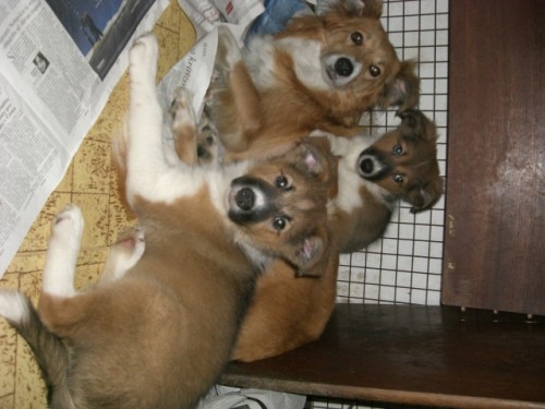 Border kolie sobol� pejsek