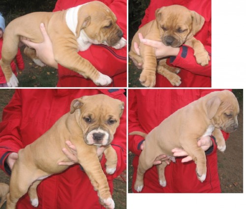 Americk� staford��rsky teri�r s PP