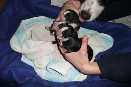 Bernsk� sala�nick� pes - �t���tka