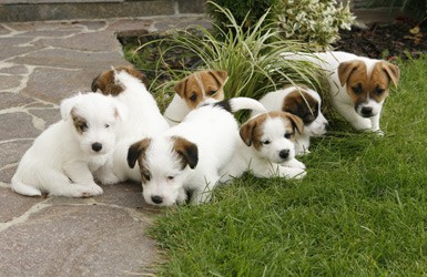Jack Russel Terier  �t��ata s PP