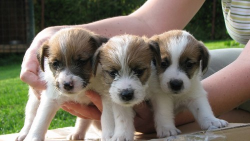 Jack russell terrier