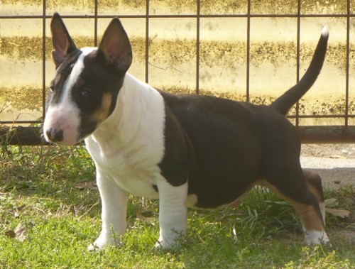 �te�ata BULLTERI�RA s PP 