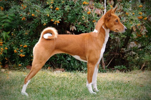 Basenji �t��ata s PP