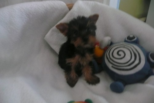 Jork��rsk� teri�r pejsek