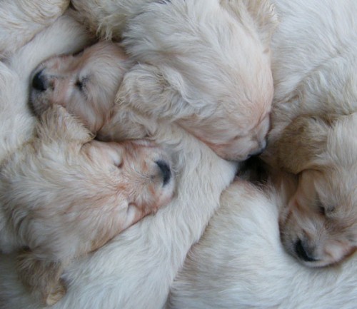 Kvalitn� �t��ata ze zahrani�n�ho kryt�