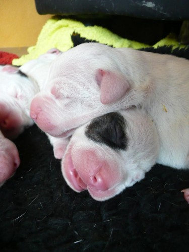 Argentinsk� doga - �t��ata