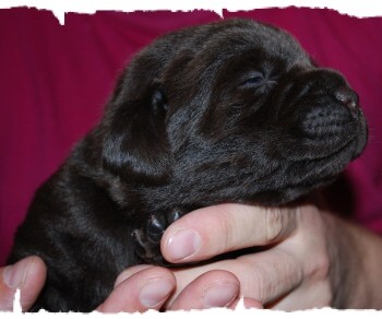 Labrador - �okol�dov� a �ern�  �t���tka s PP