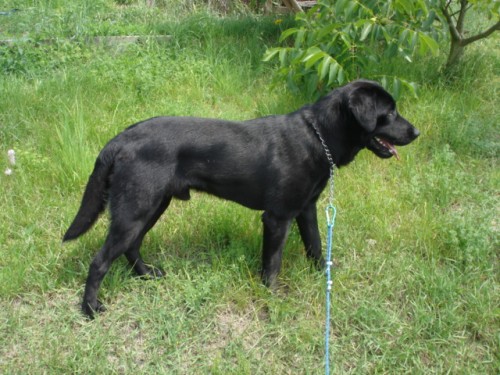 Labrador Retriever-kryt�