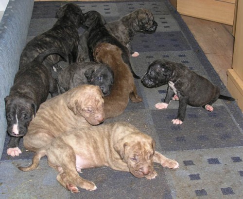 �t��ata Preso Canaria