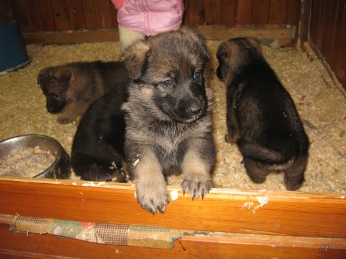 N�meck� ov��k