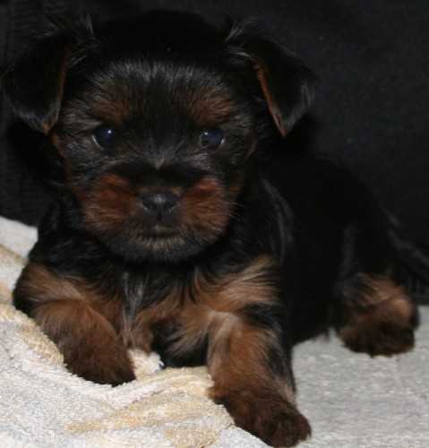 Prod�m jor��rsk�ho teriera �t��ata