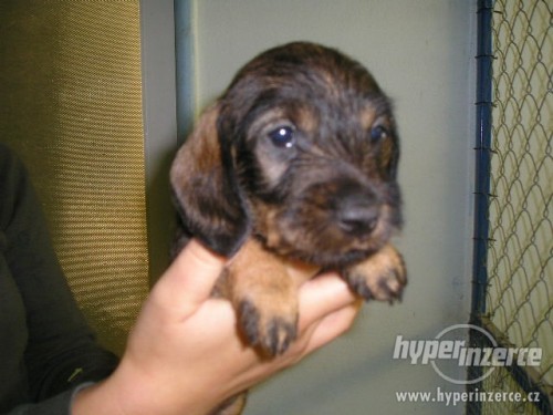 Jezev��k drsnosrst� trpasli��-kr�li��