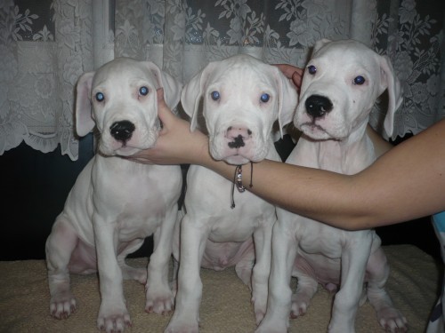 Argentinsk� doga-�t���tka k odb�ru