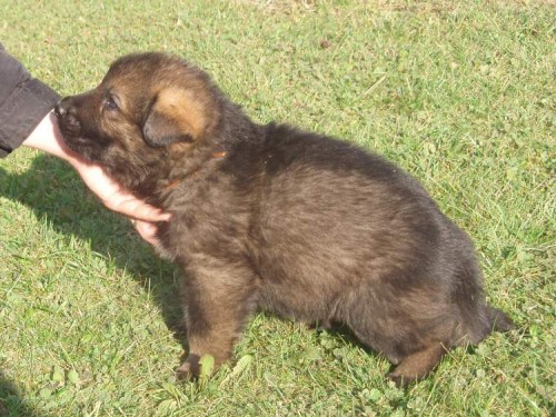 N�meck� ov��k - vlko�ed� pejsek