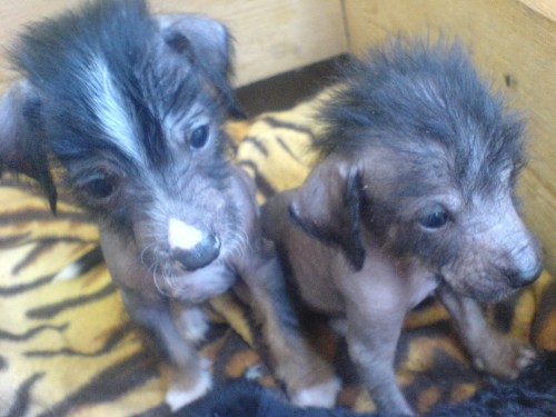 Peru�nsk� nah��