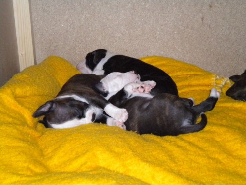 Americk� pitbullteri�r